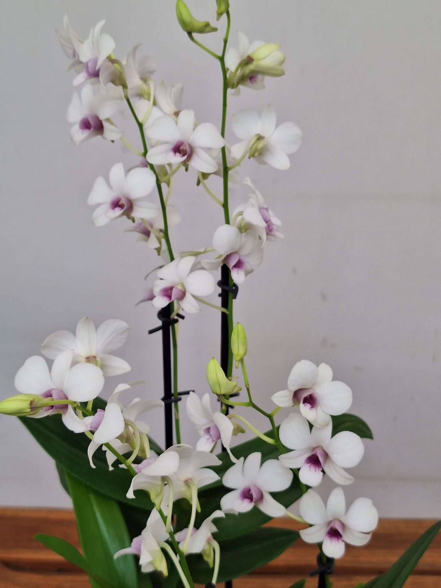 Dendrobium Sa-Nook - V.12 - Image 3