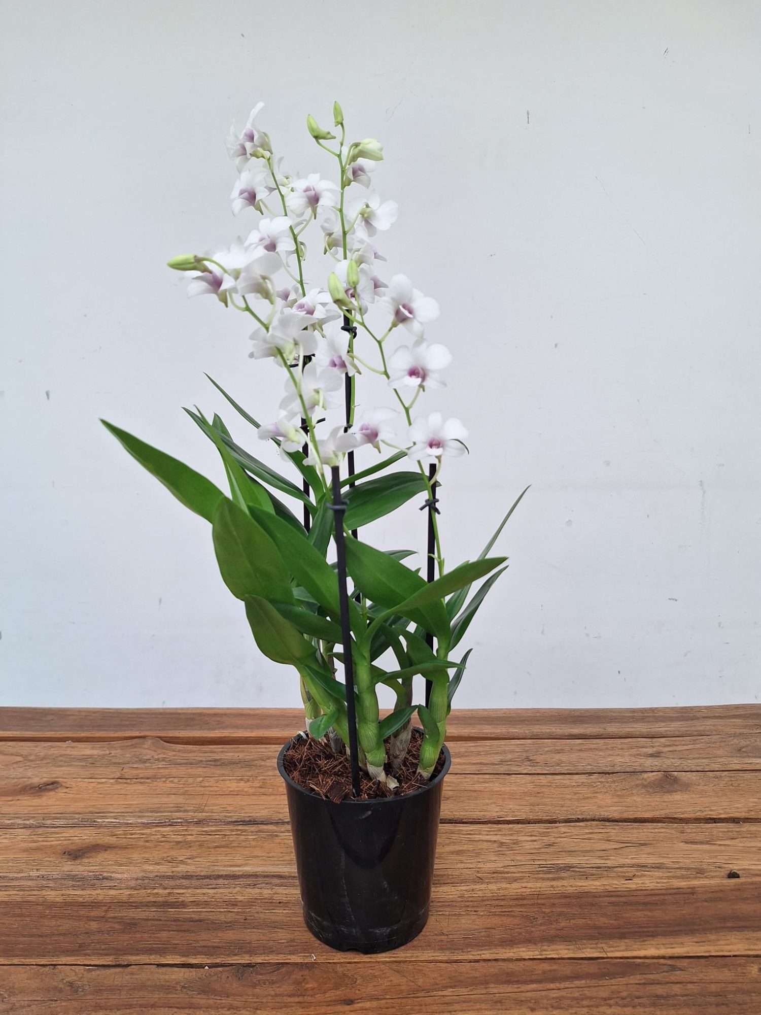 Dendrobium Sa-Nook - V.12 - Image 2