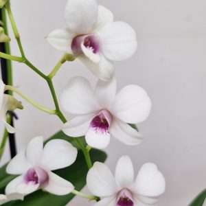 Dendrobium Sa-Nook - V.12