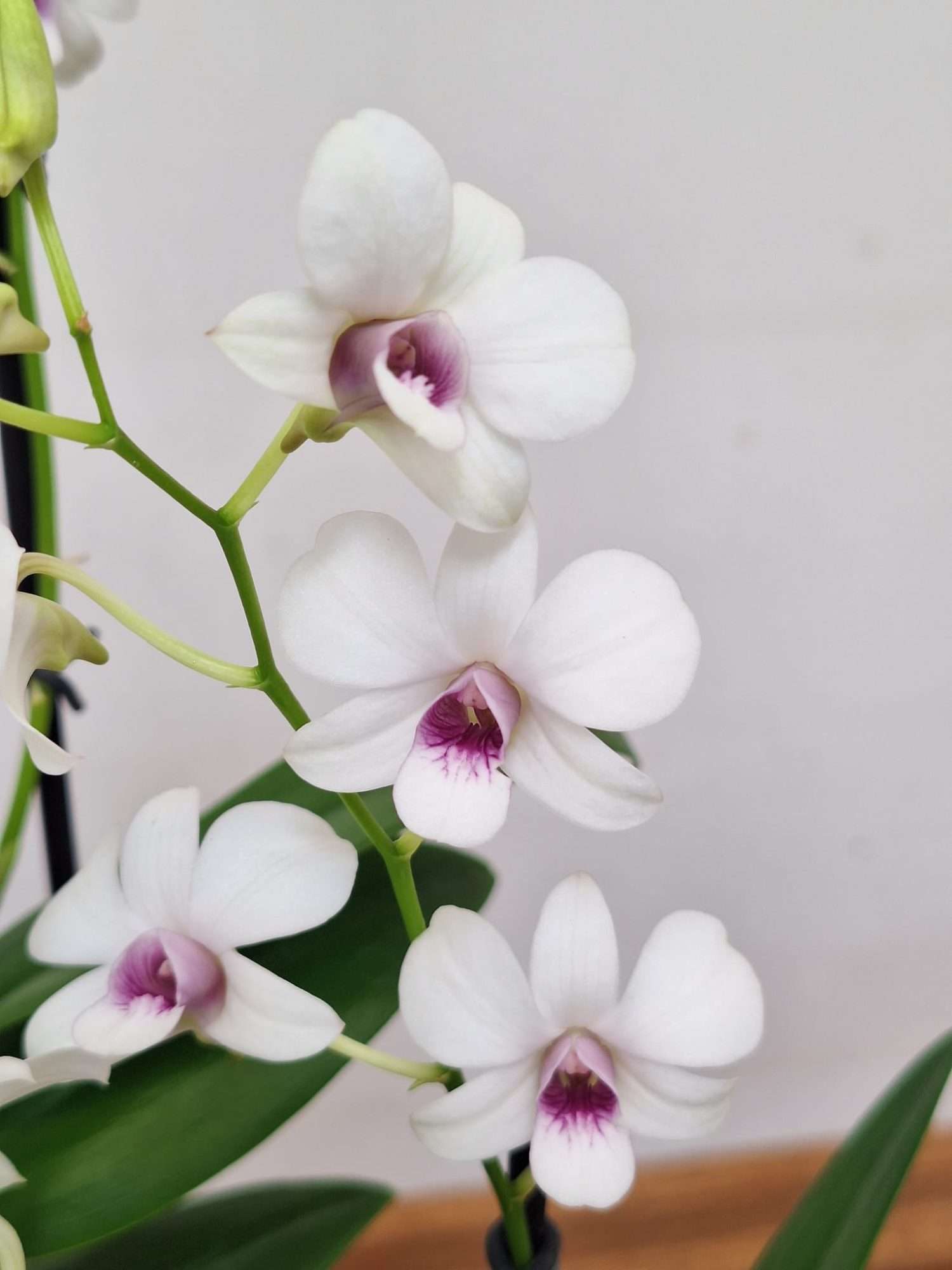 Dendrobium Sa-Nook - V.12