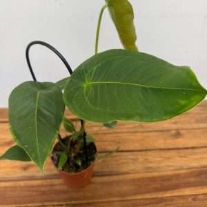 Anthurium - V.12