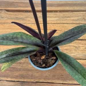 Paphiopedilum 'Black Jack' Sem Flor - V.9