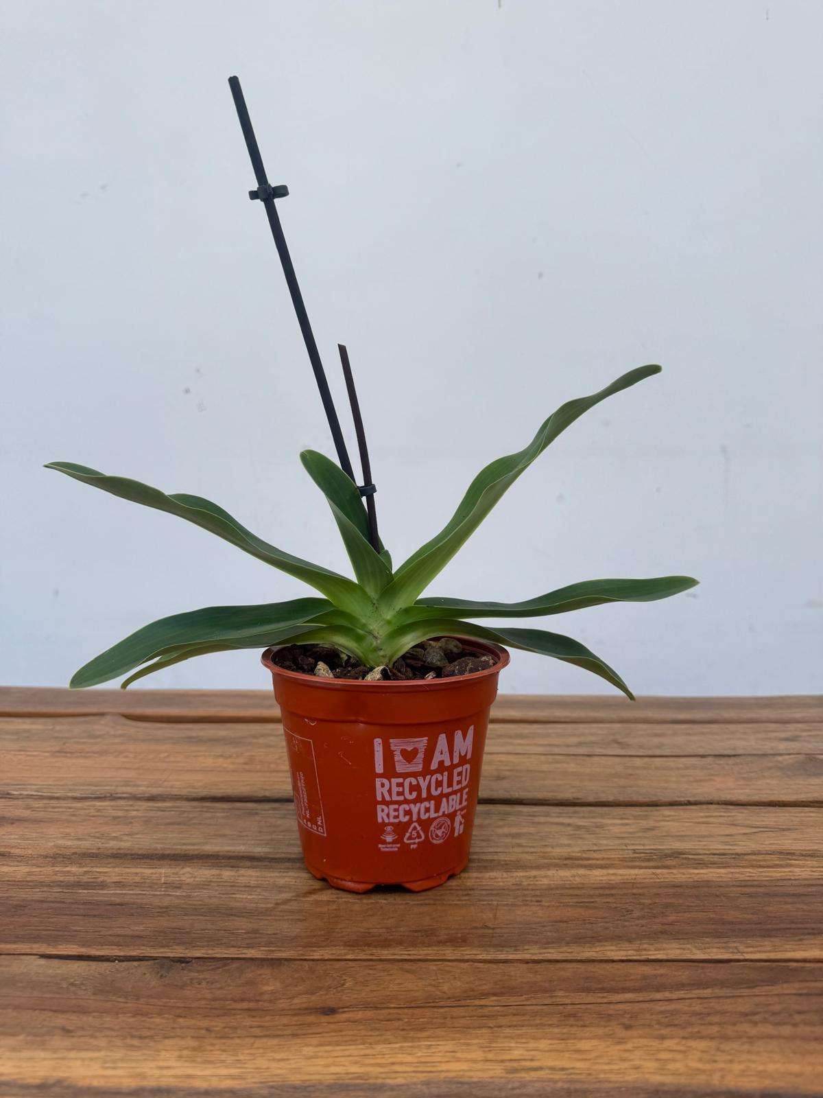 Paphiopedilum 'Sem Flor' - V.12 - Image 2