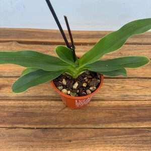 Paphiopedilum 'Sem Flor' - V.12
