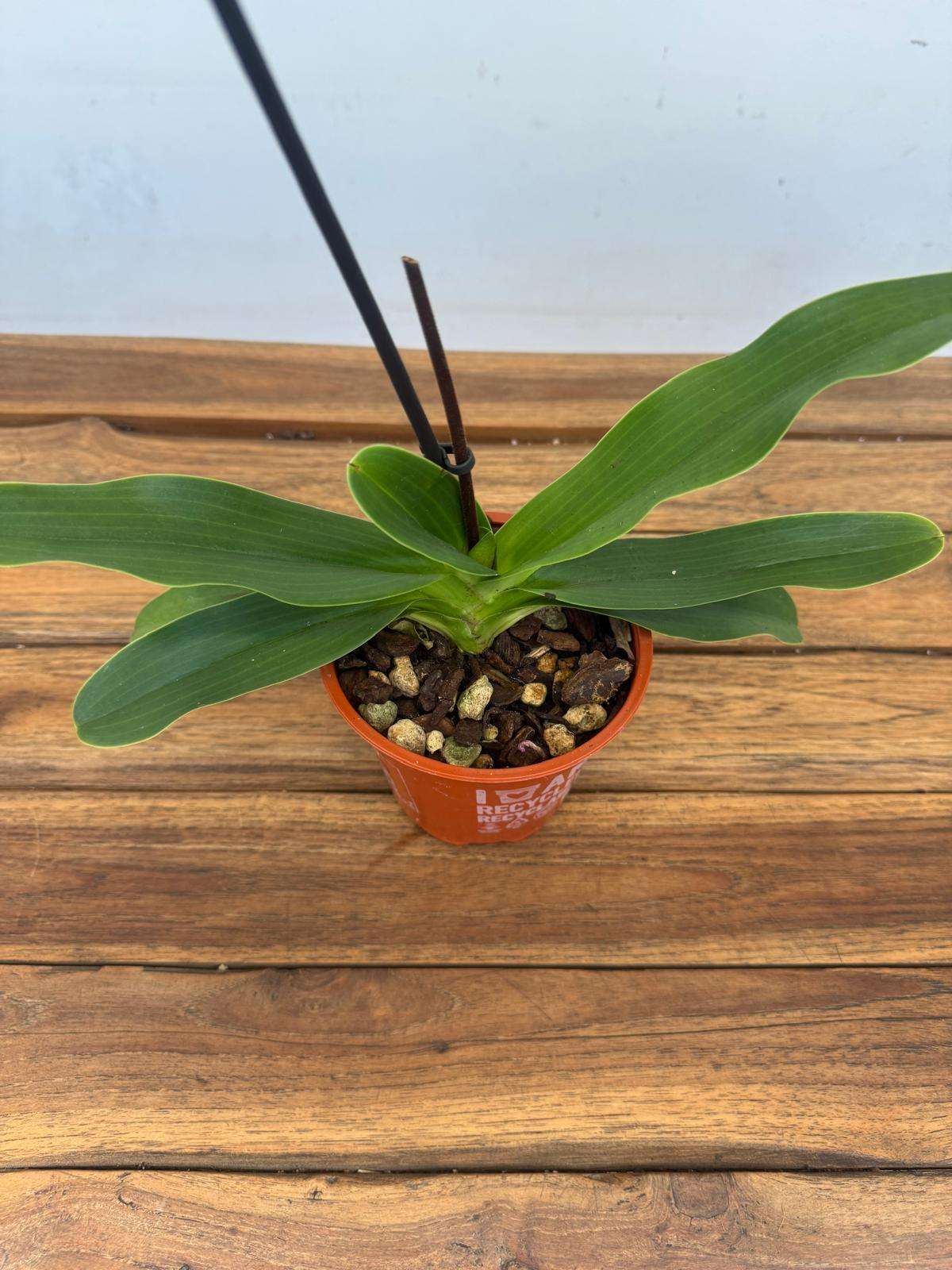 Paphiopedilum 'Sem Flor' - V.12