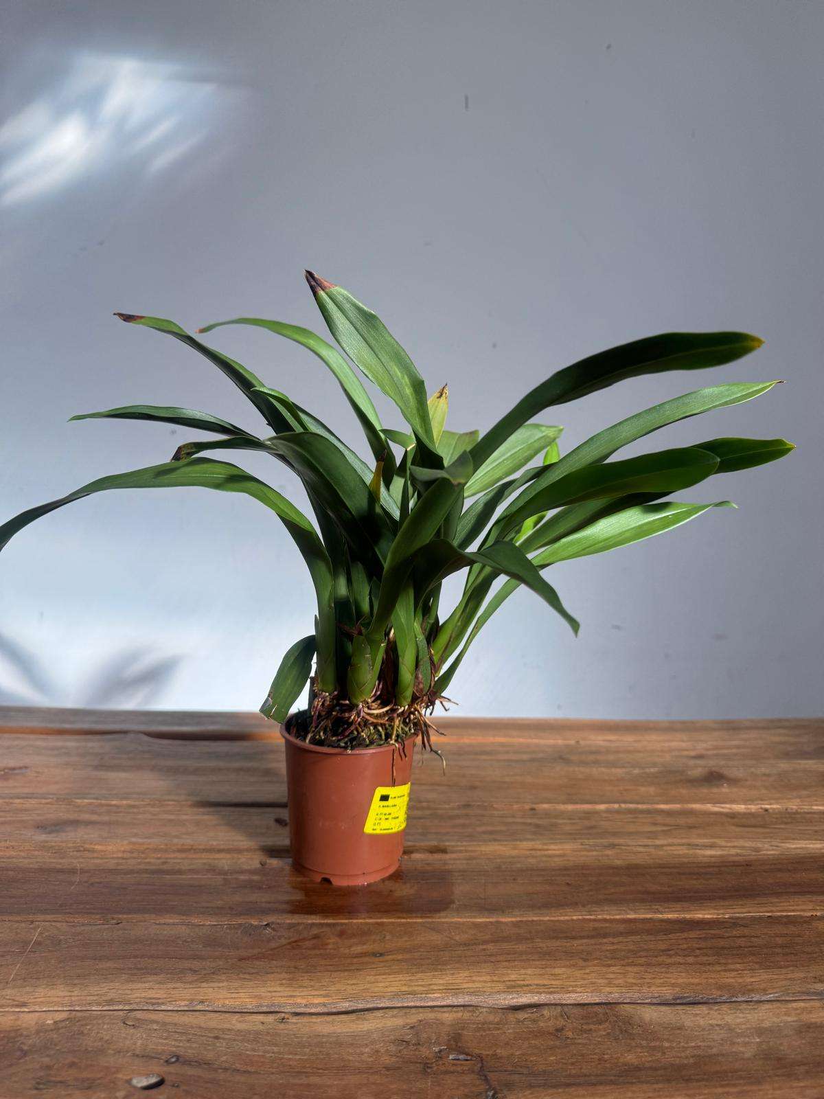 Maxillaria Actuifloia 'Sem Flor' - V.9 - Image 2