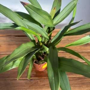 Maxillaria Actuifloia 'Sem Flor' - V.9