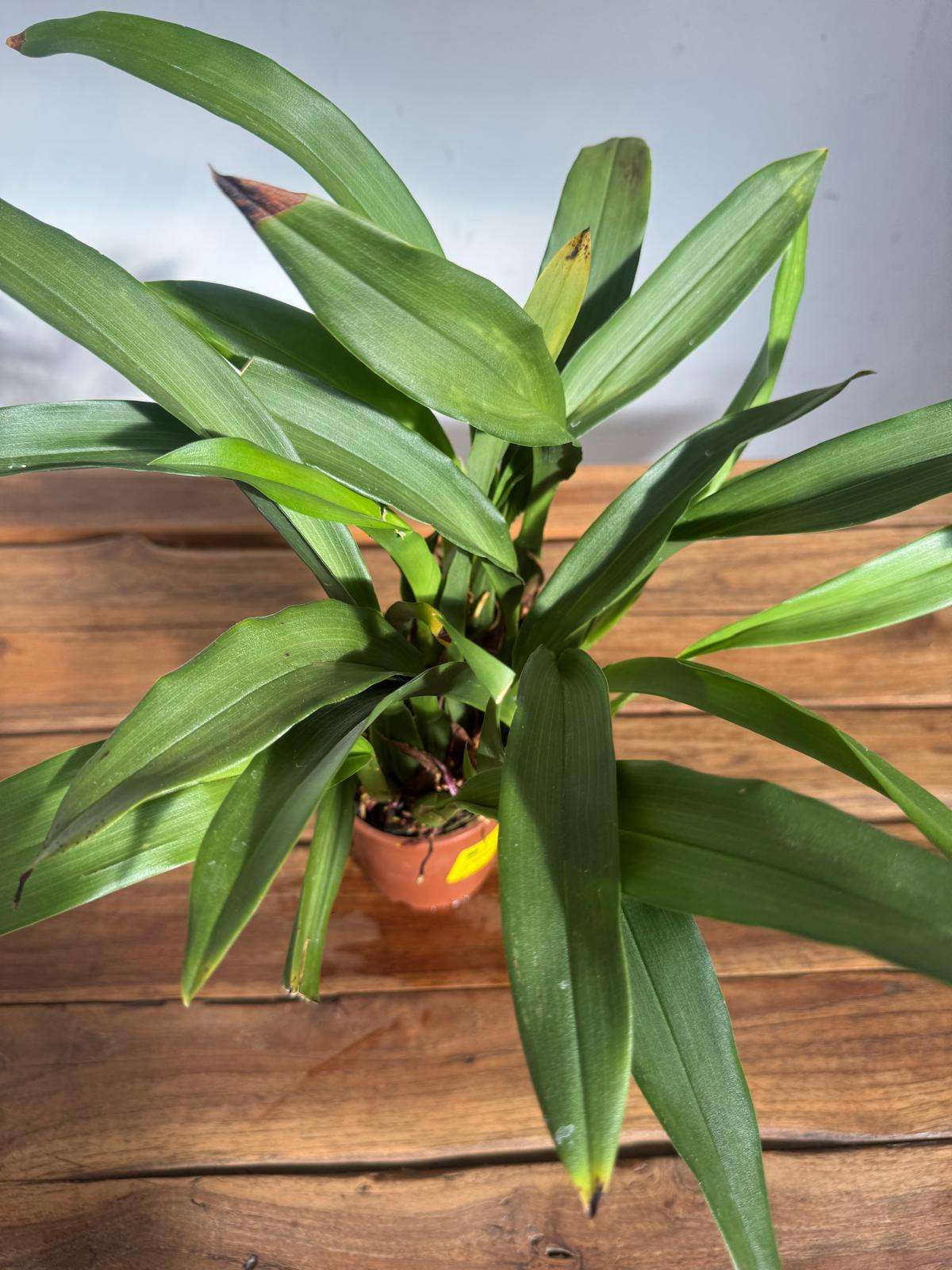 Maxillaria Actuifloia 'Sem Flor' - V.9