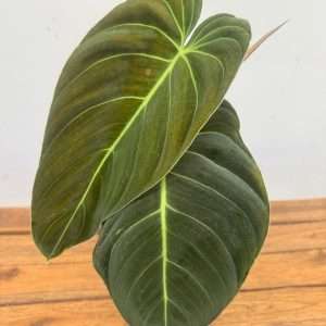 Philodendron Melanochrysum V.12