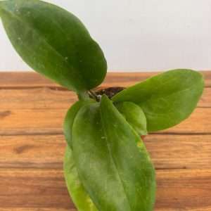 Hoya Urigaoensis 'EG 00897' - V.12