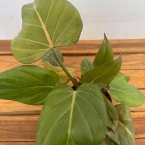 Philodendron - V.12