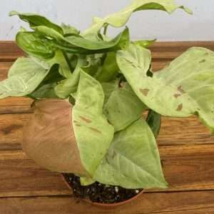 Syngonium 'Confetti' - V.12