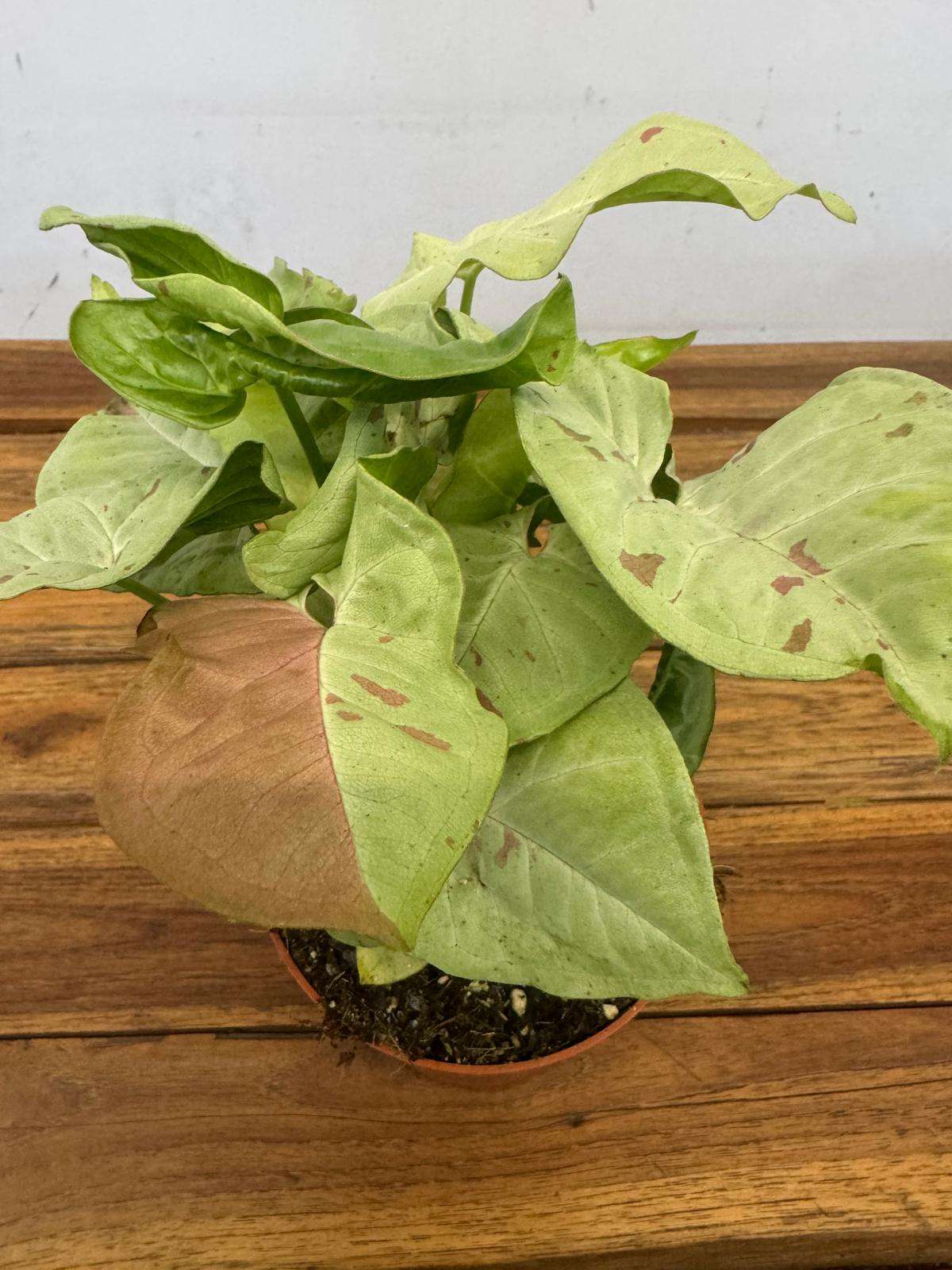 Syngonium 'Confetti' - V.12