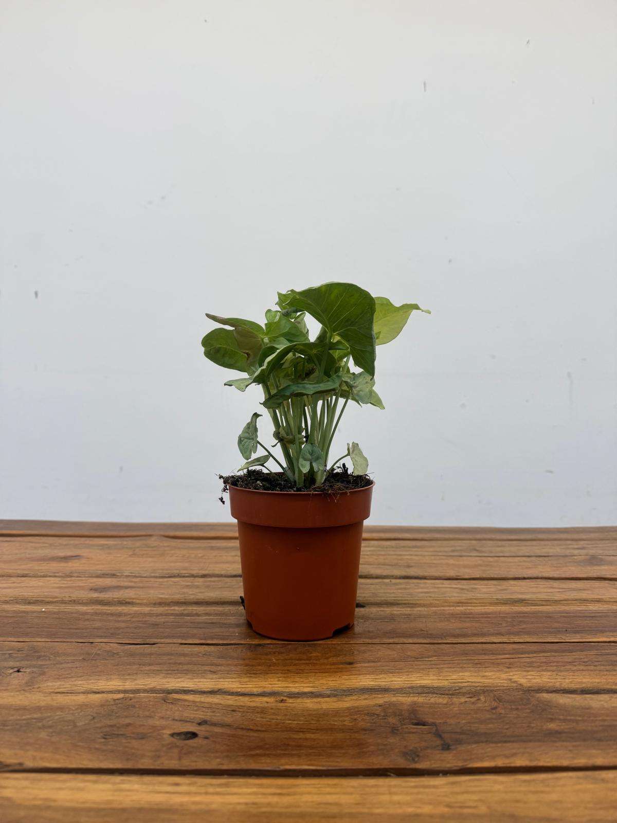 Syngonium 'Confetti' - V.12 - Image 2