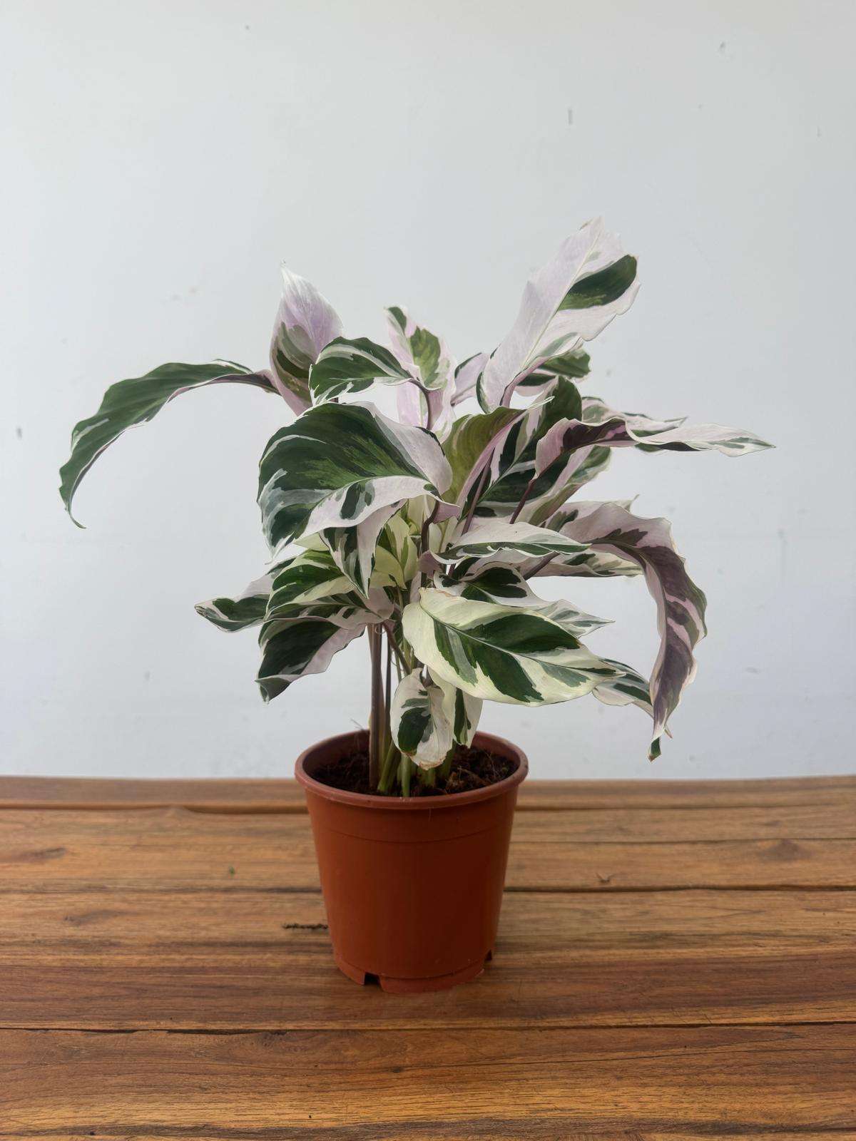 Calathea Fusion White - V.14 - Image 2