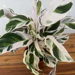 Calathea Fusion White -  V.14