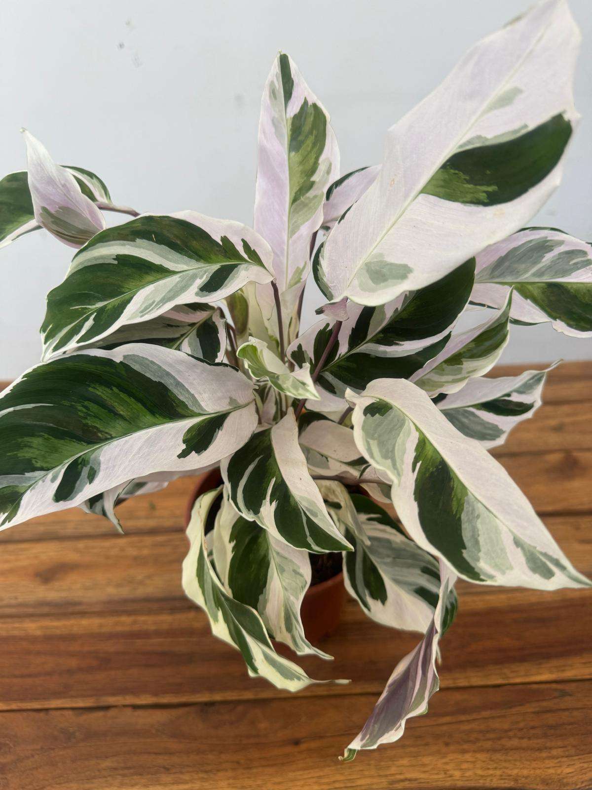 Calathea Fusion White - V.14