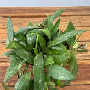 Hoya Gracilis - V.12