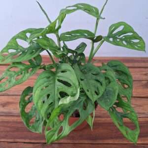 Monstera Obliqua 'Leichtlinii' - V.12