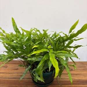 Microsorum Diversifolium - V.25