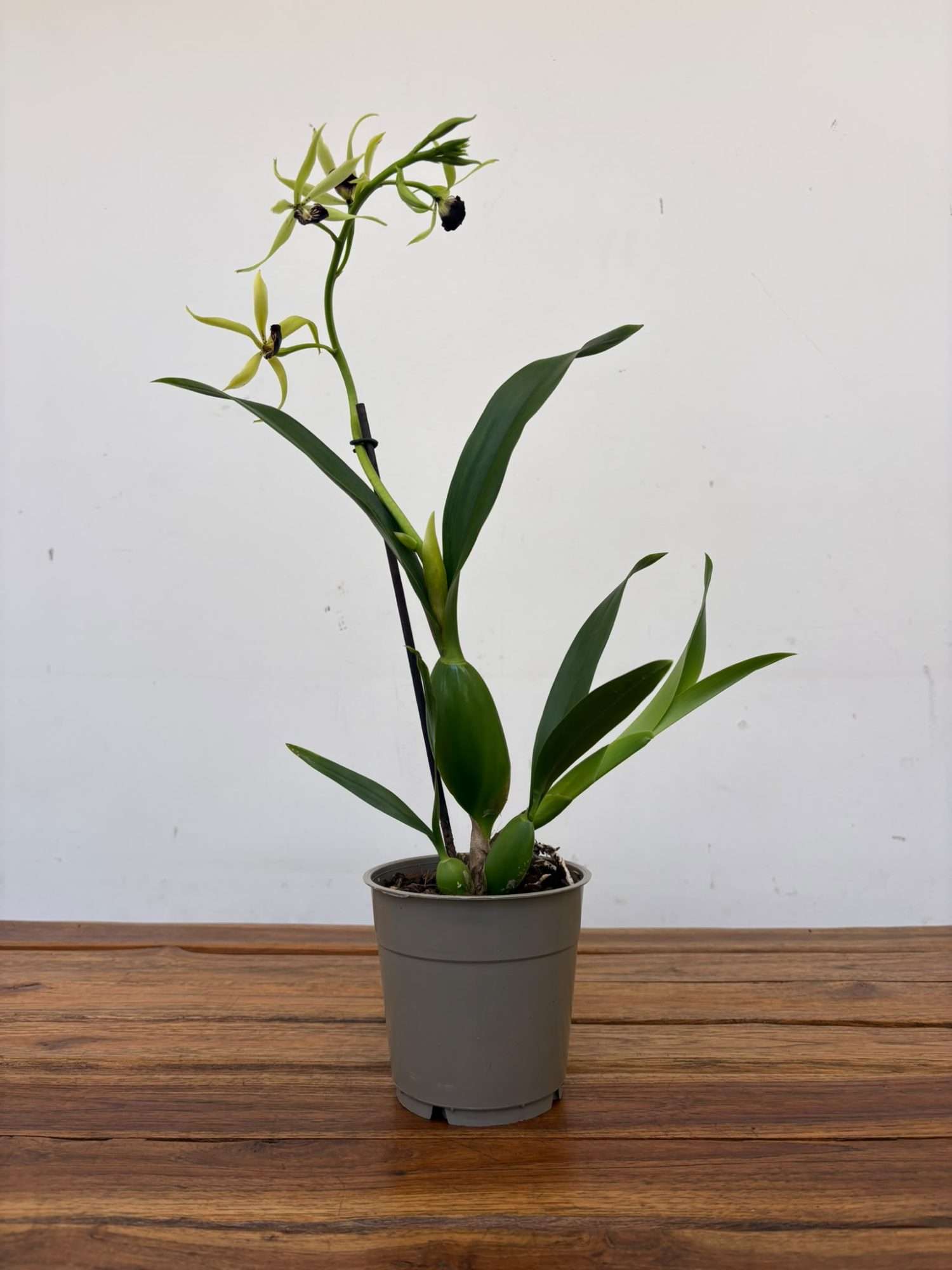 Encyclia 'Verde' - V.12 - Image 2
