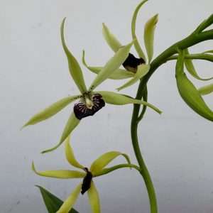 Encyclia 'Verde' - V.12