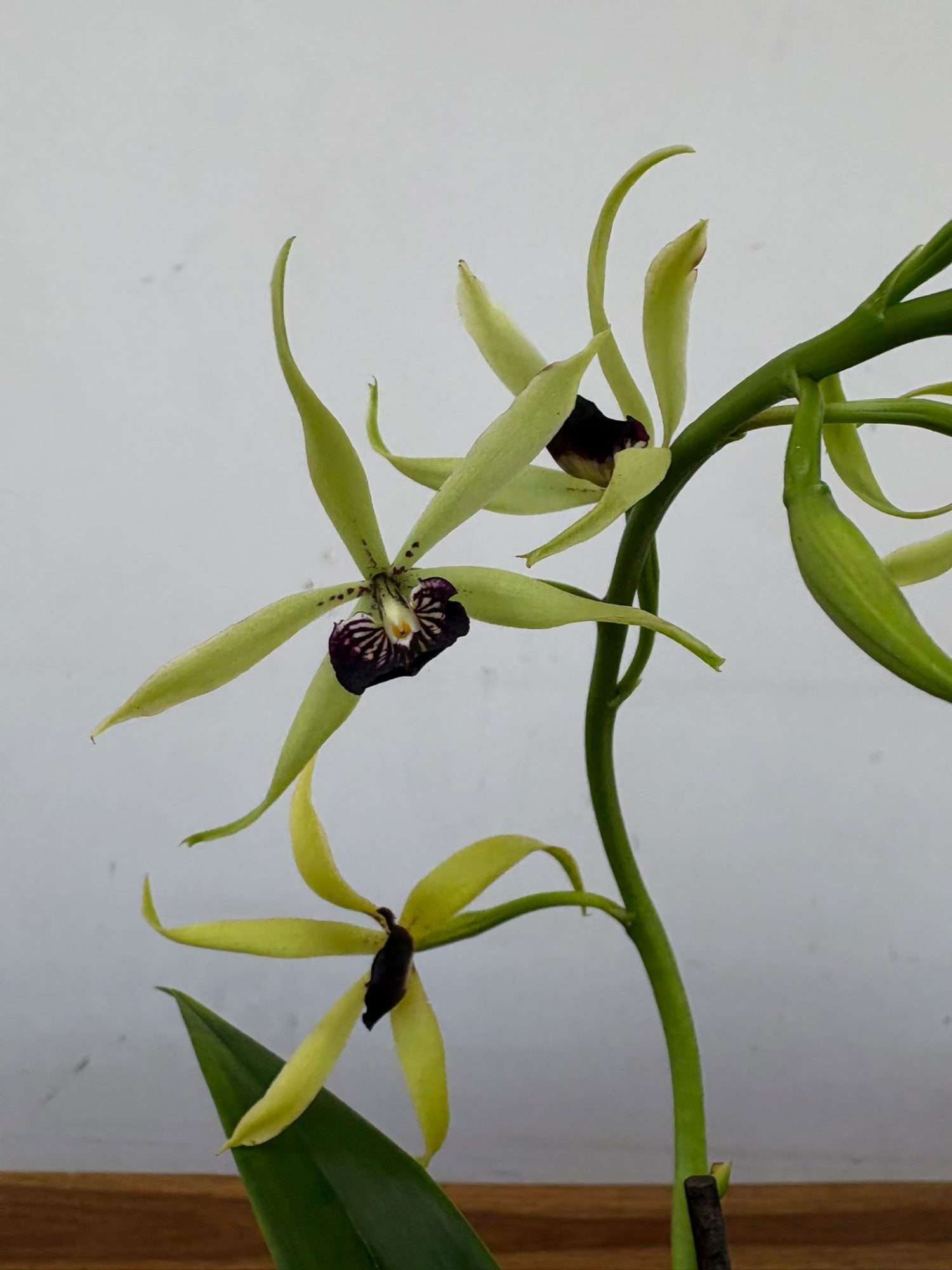 Encyclia 'Verde' - V.12