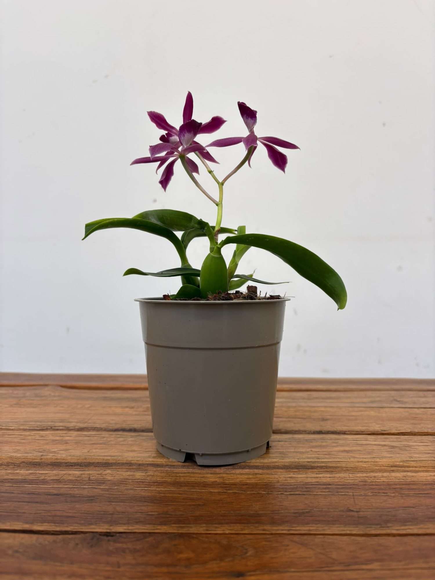 Encyclia 'Rosa' - V.12 - Image 2