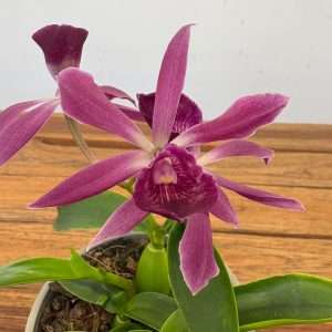 Encyclia 'Rosa' - V.12