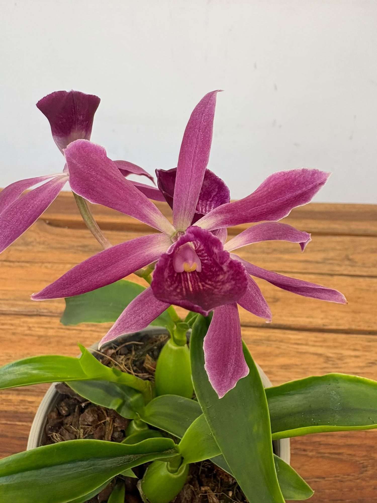 Encyclia 'Rosa' - V.12