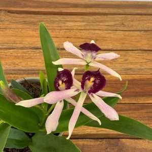 Encyclia 'Rosa' - V.12
