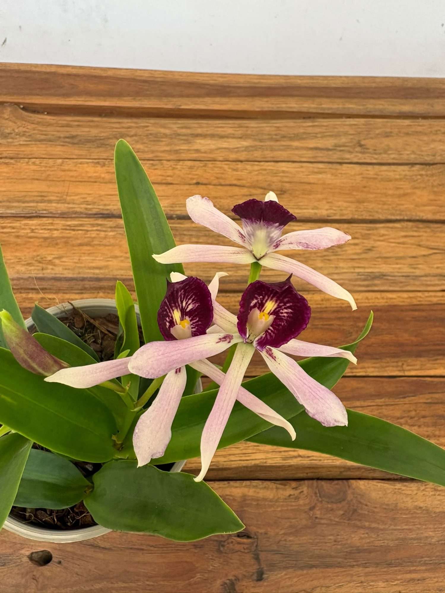 Encyclia 'Rosa' - V.12