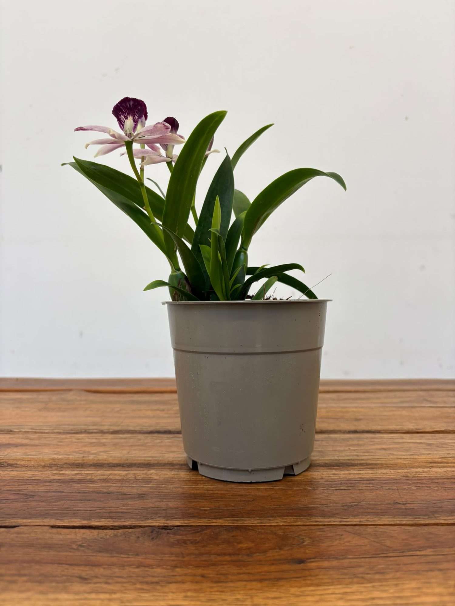 Encyclia 'Rosa' - V.12 - Image 2