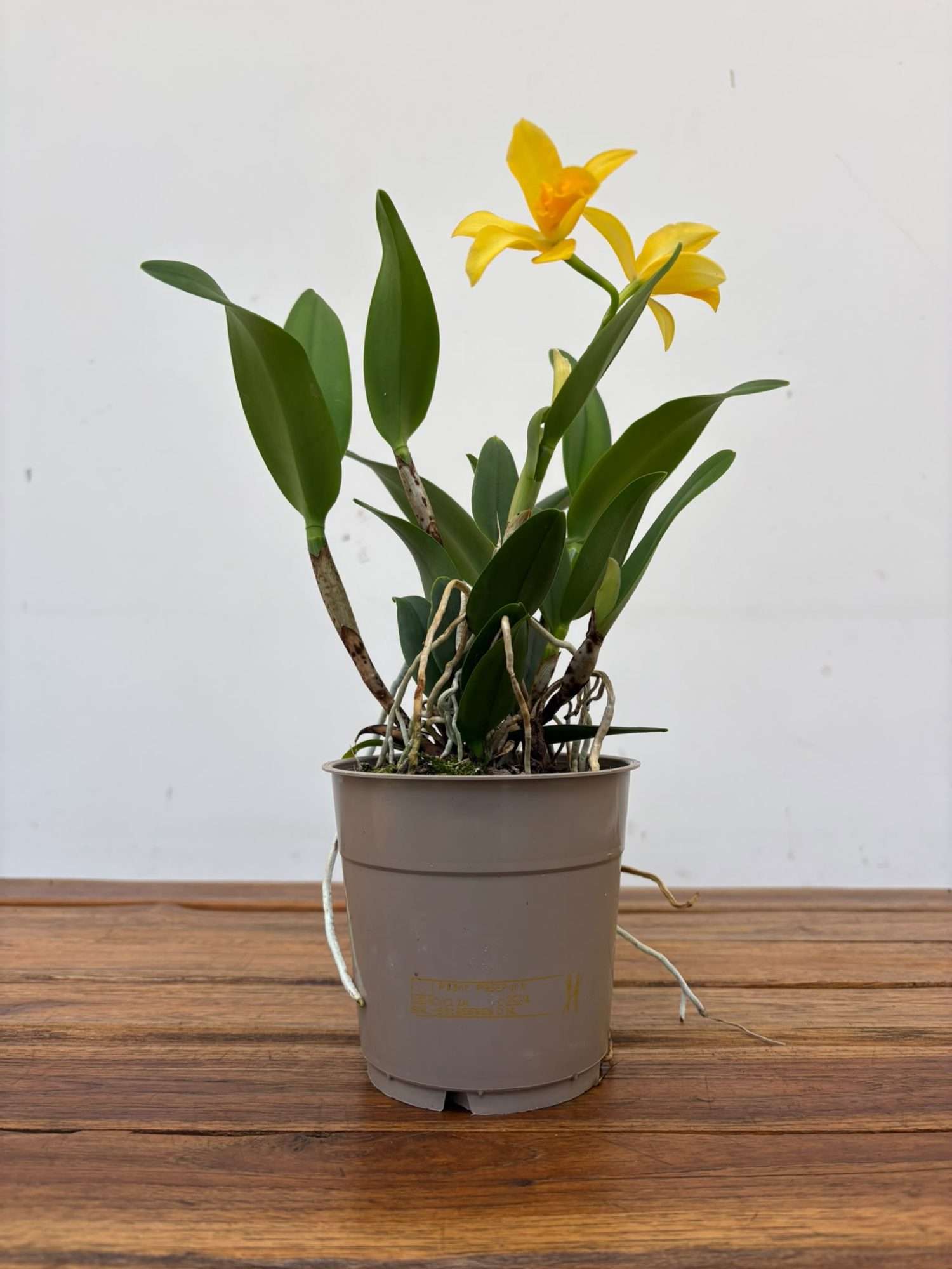 Cattleya V.12 - Image 2