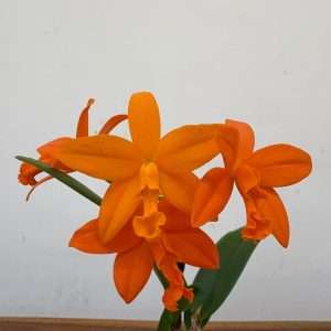 Cattleya V.12