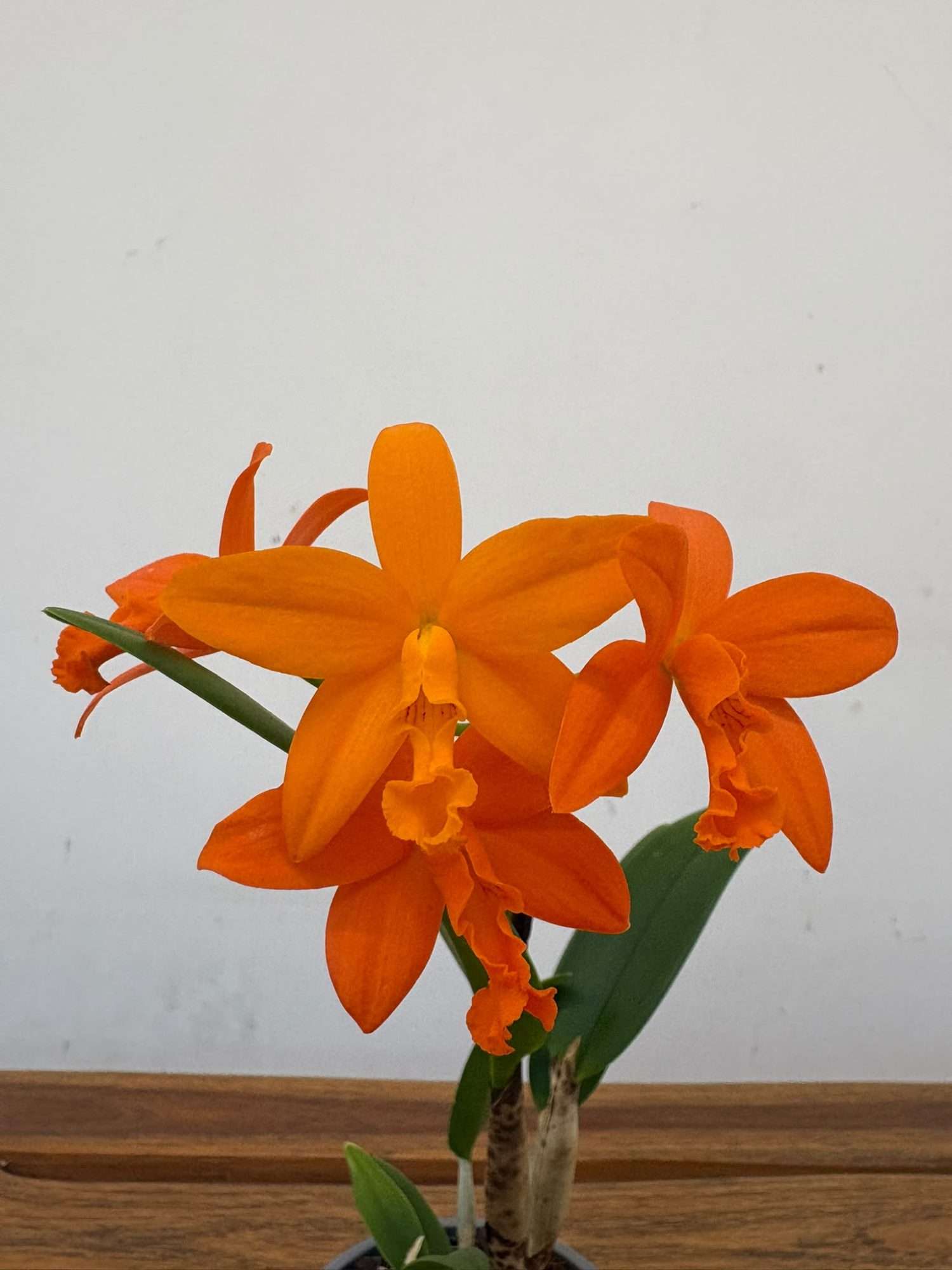 Cattleya V.12