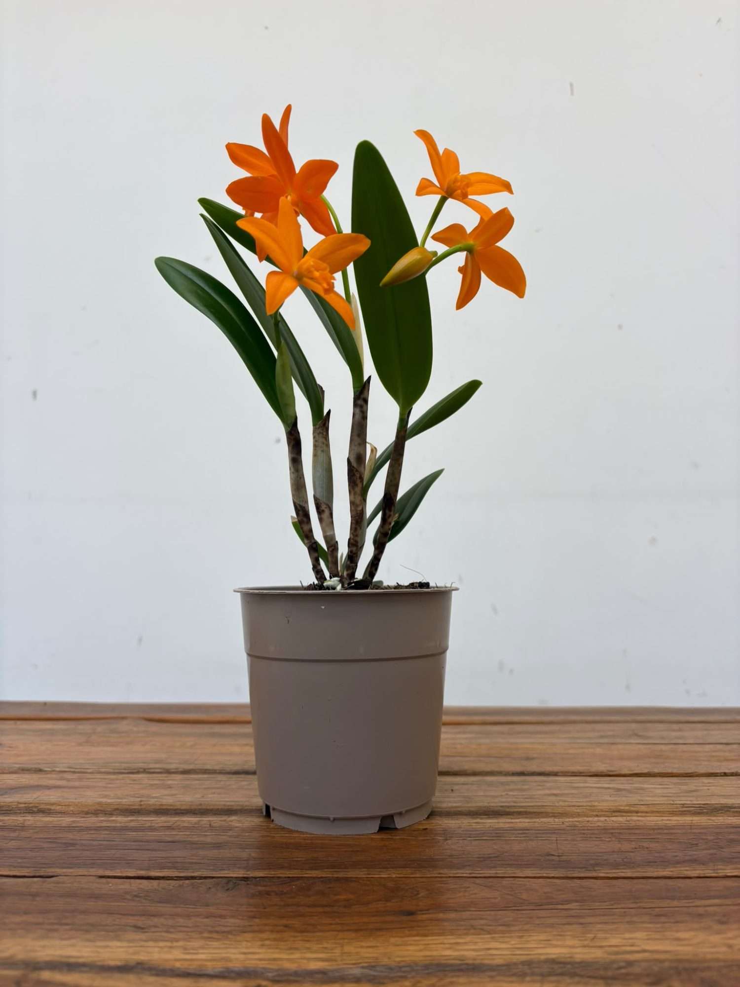Cattleya V.12 - Image 2