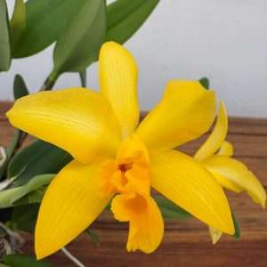 Cattleya V.12