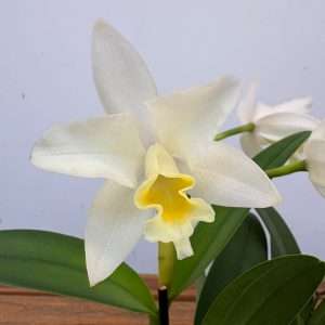 Cattleya V.12