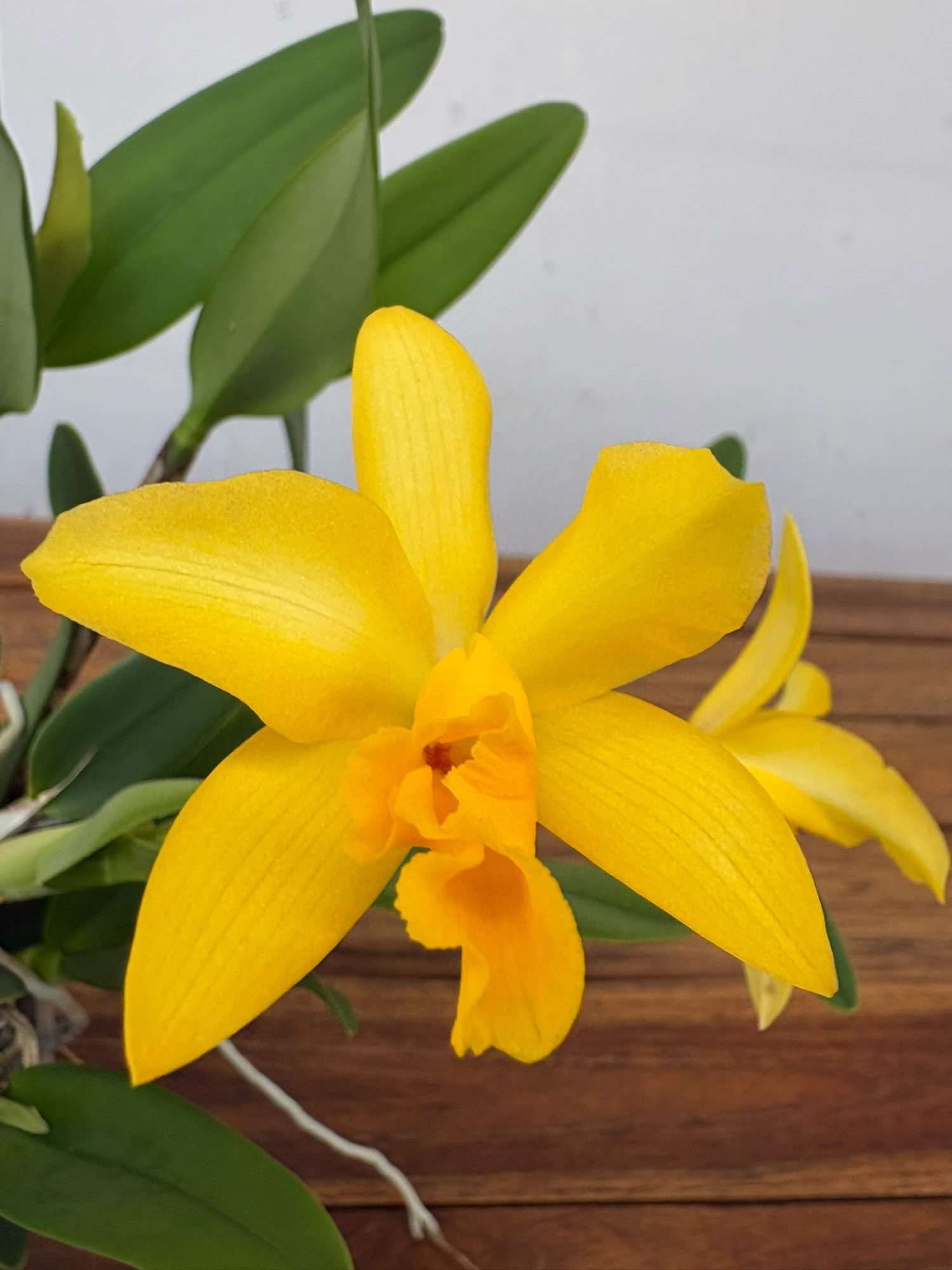 Cattleya V.12