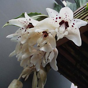 Stanhopea Martiana - Sem flor