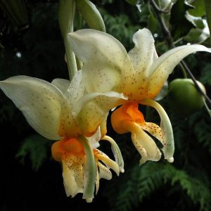 Stanhopea Radiosa - Sem flor