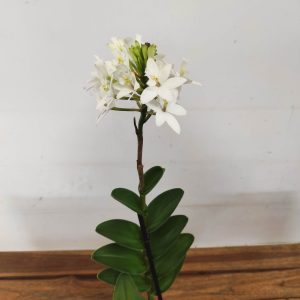 Epidendrum V.12