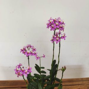 Epidendrum V.12