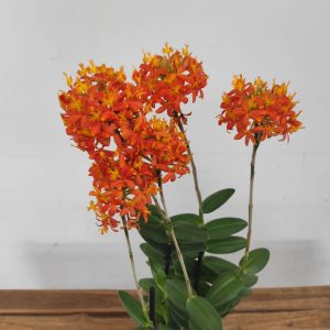Epidendrum V.12