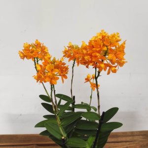 Epidendrum V.12