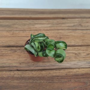 Hoya 'Compacta Mauna Loa' V.6