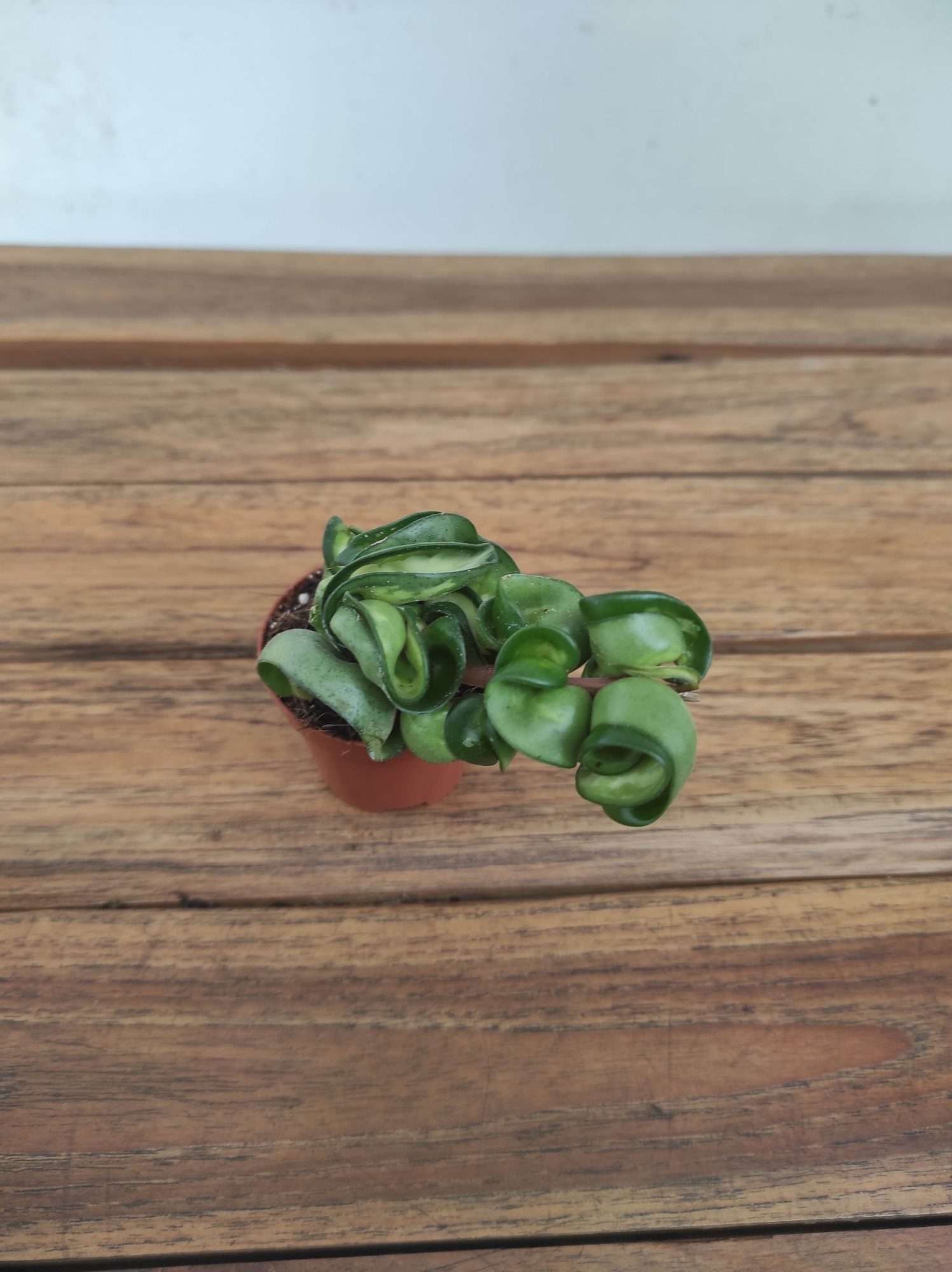 Hoya 'Compacta Mauna Loa' V.6