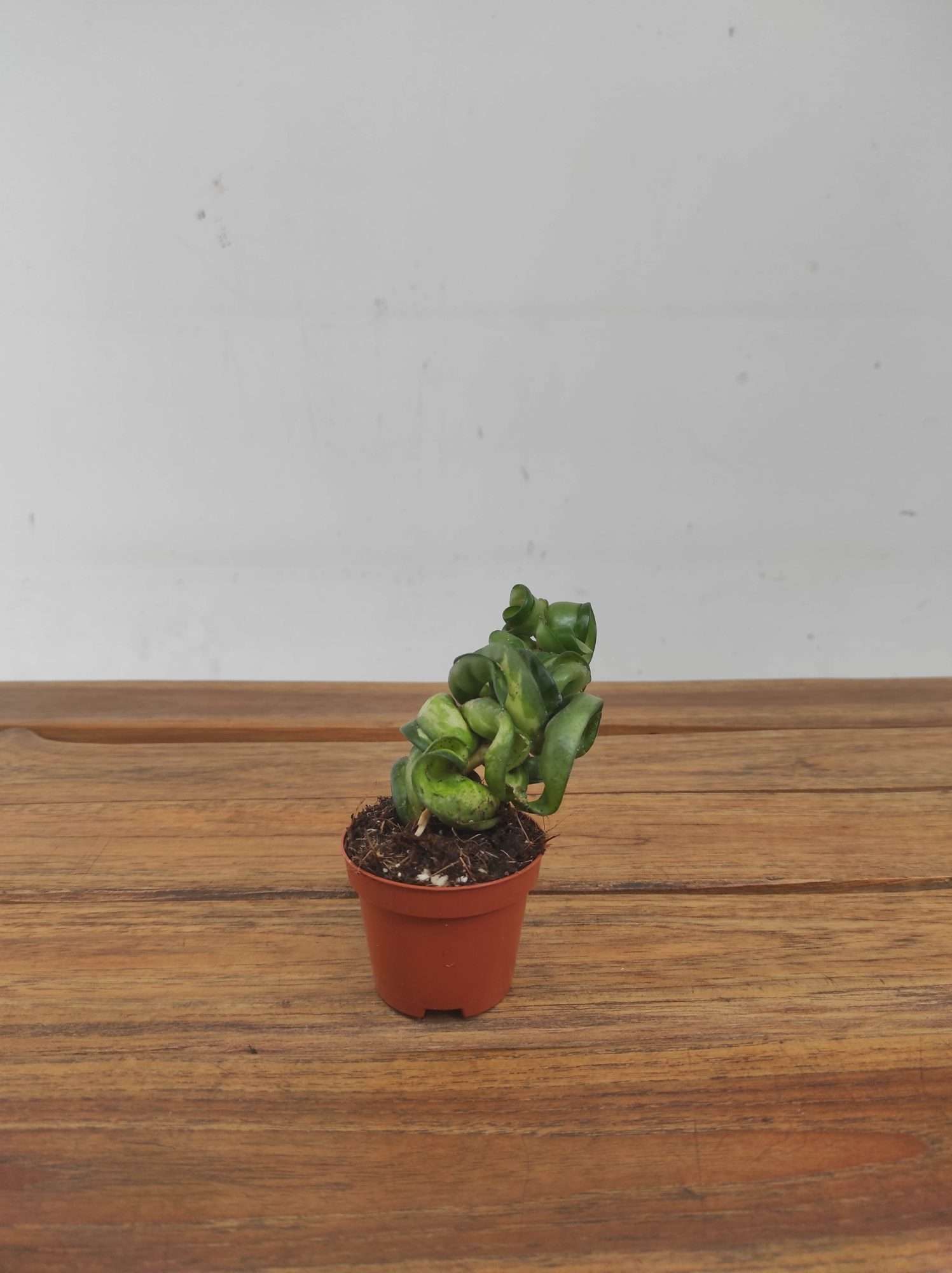 Hoya 'Compacta Mauna Loa' V.6 - Image 2