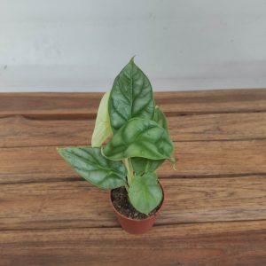 Alocasia 'Dragon Gold' V.7